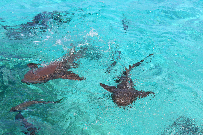 nurse sharks in Shark Ray Alley - one of the best places to snorkel and see sea creatures in Belize