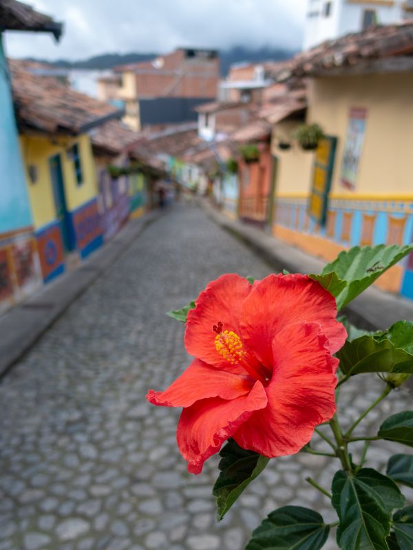 Red hibiscus flower by the cobblestone street in Guatape