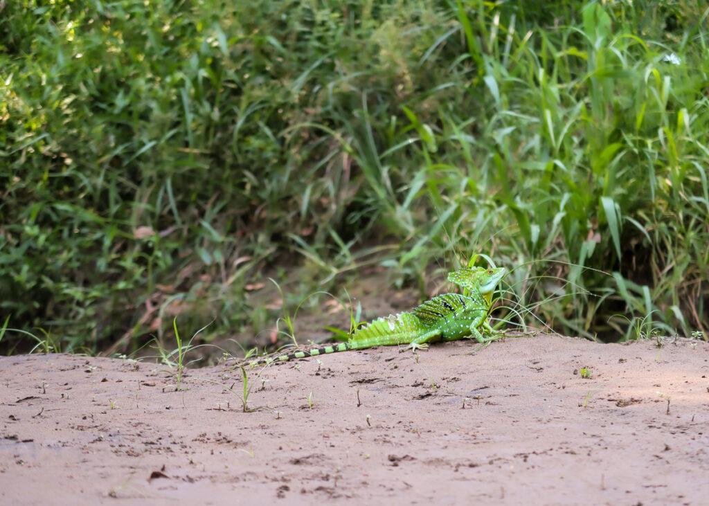 Green basilisk in La Fortuna, Costa Rica