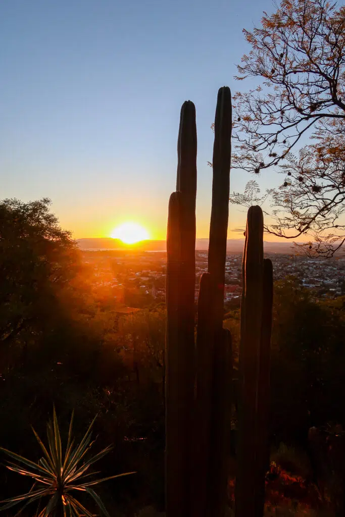 Silhouettes of cacti against the setting orange sun