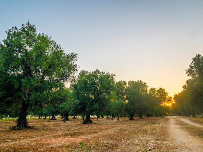 Olive groves in Puglia. Going on a bike tour through the olive trees is one of the things to do in Ostuni, Italy.