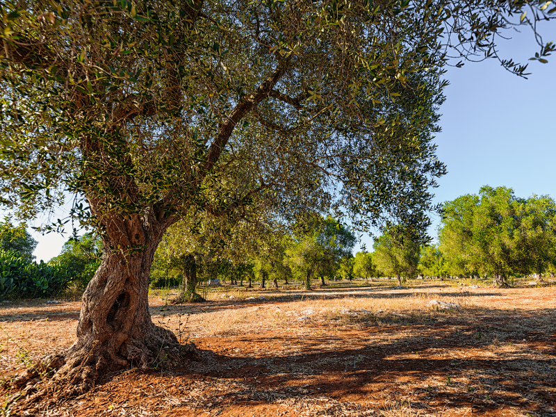 Olive trees in Puglia