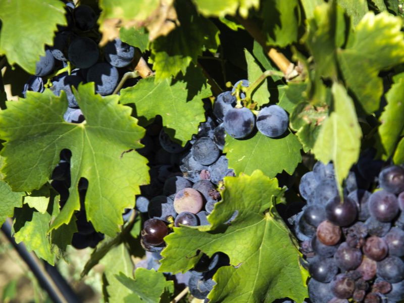 Grapes in a vineyard in Puglia. Sample local wines by going on a wine tour near Ostuni, Puglia.