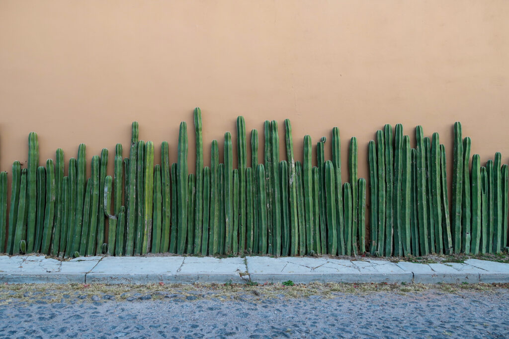 Rows of cacti by a peach-painted wall