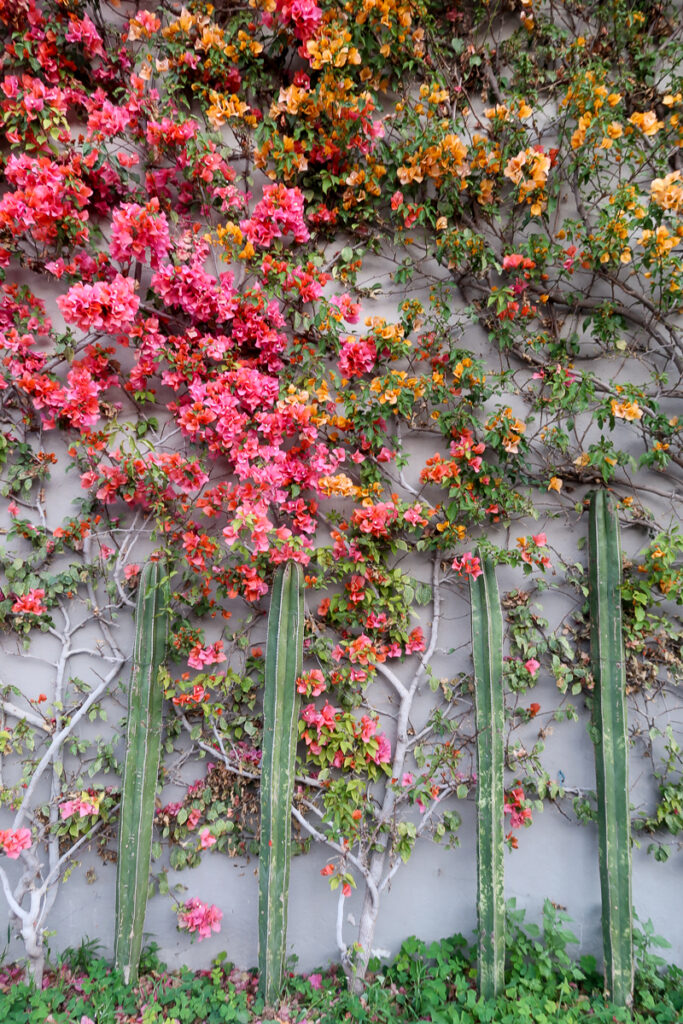 Colorful flowers and cacti decorating a wall in San Miguel de Allende
