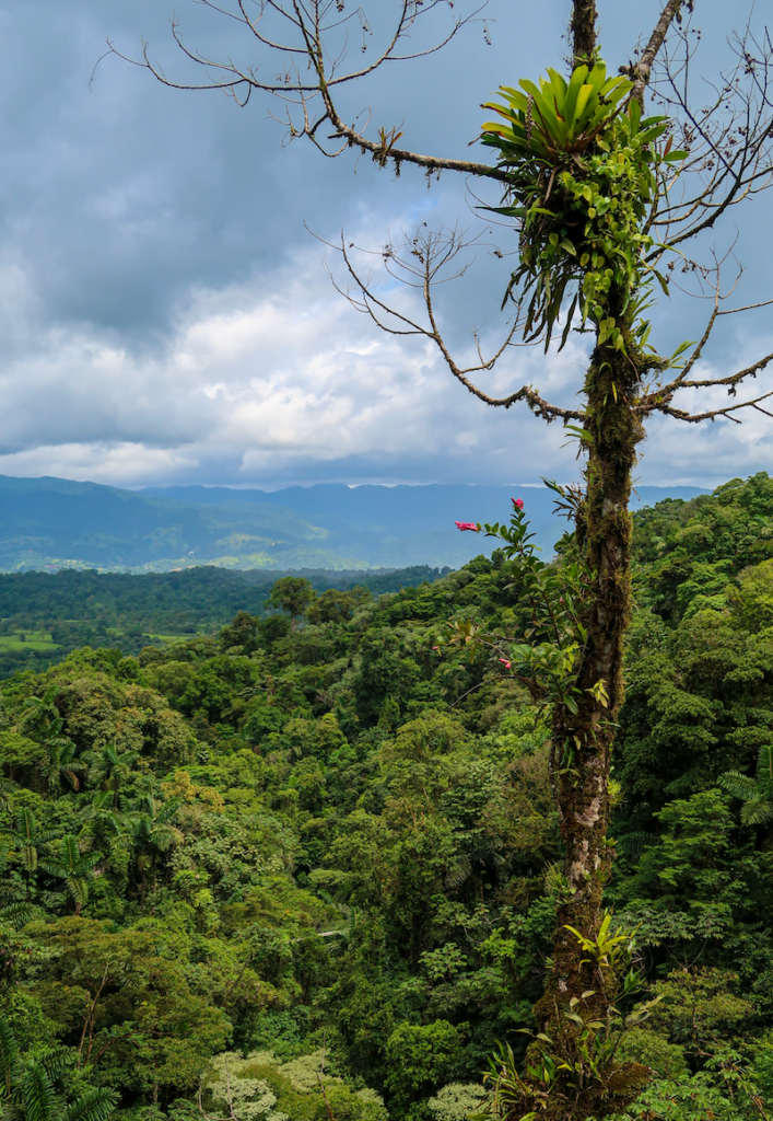 View of the lush rainforests from Mistico Arenal Hanging Bridges Park