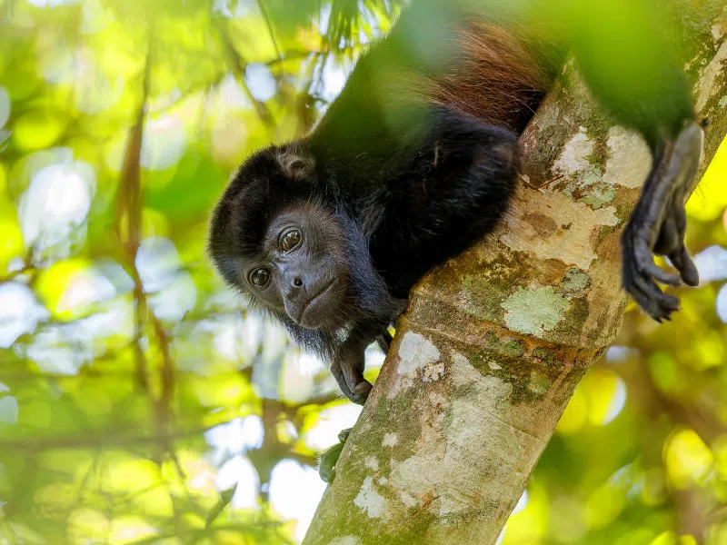 howler monkey peering down through the trees in Costa Rica