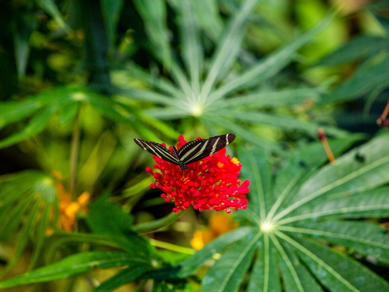 Black-and-white butterfly on a red flower in Ometepe