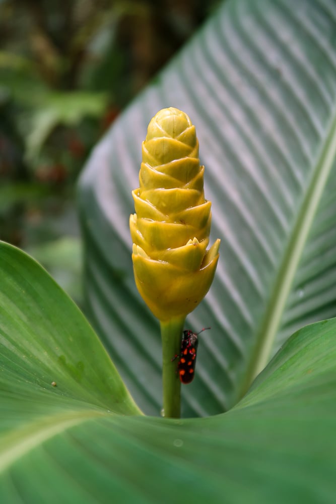 Beautiful yellow flower and a ladybug in a forest in Costa Rica