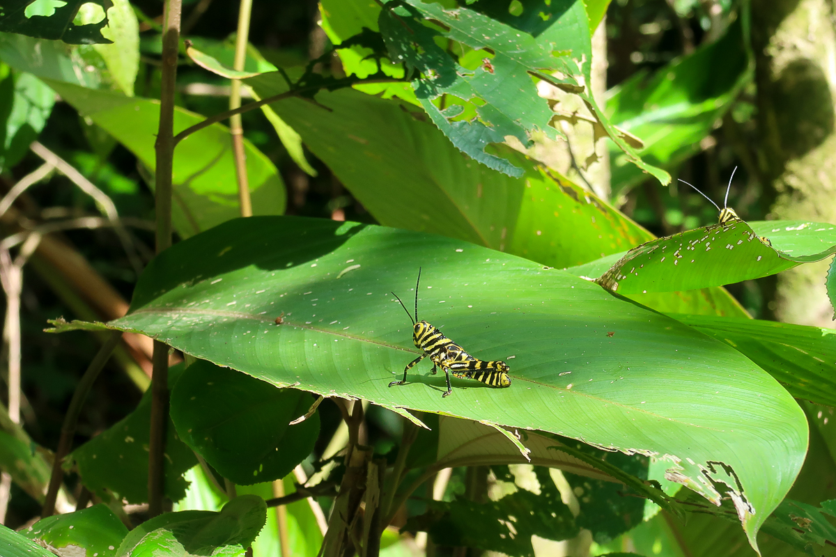 Black-and-yellow-striped grasshopper in Costa Rica
