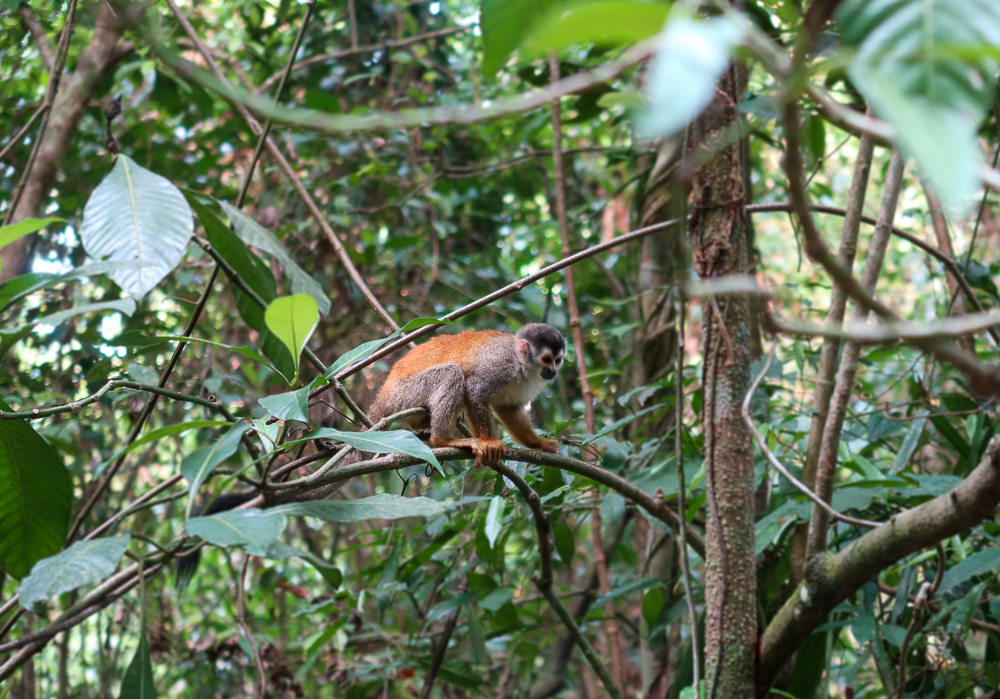 Titi monkey on a tree branch in a jungle in Costa Rica