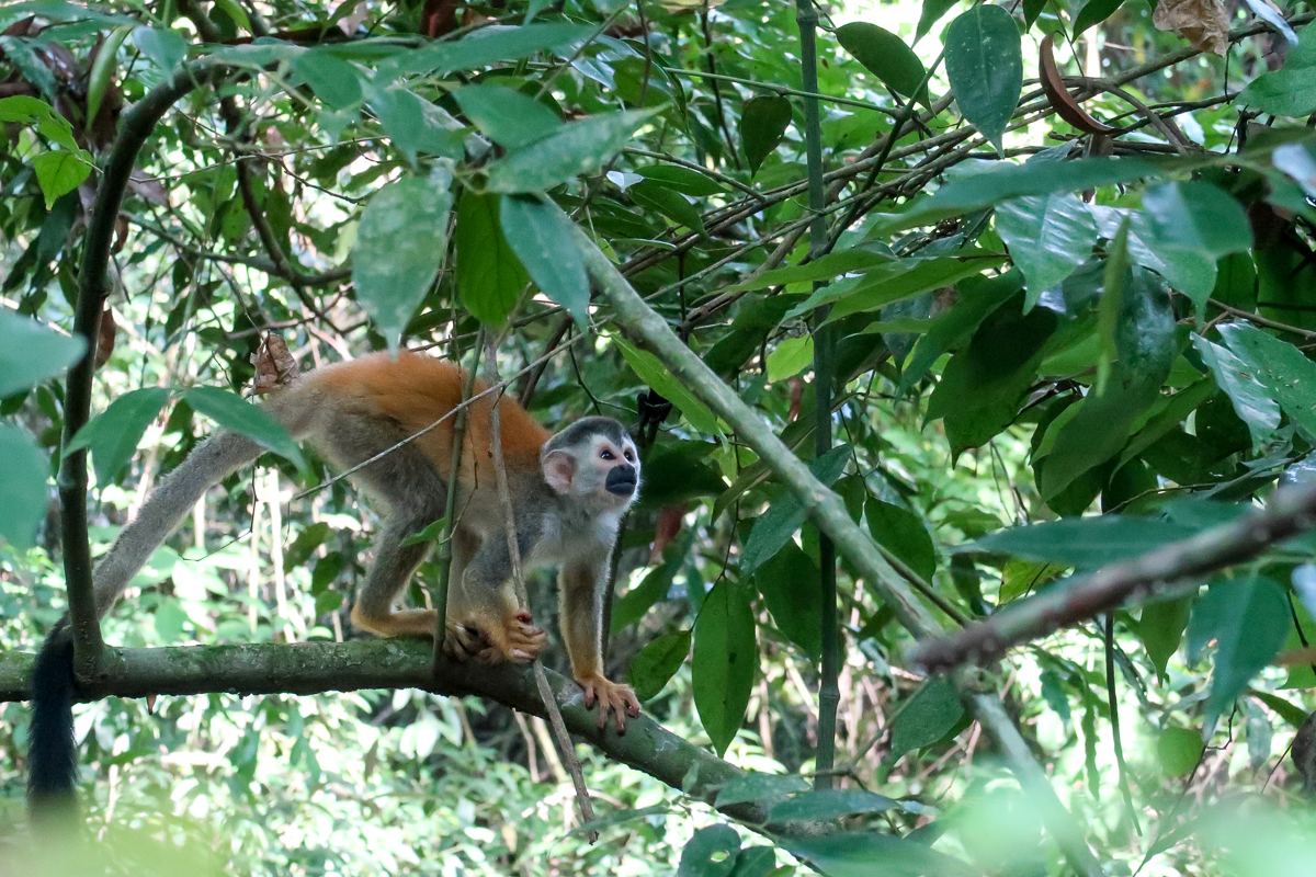 Squirrel monkey on a tree branch at Manuel Antonio National Park
