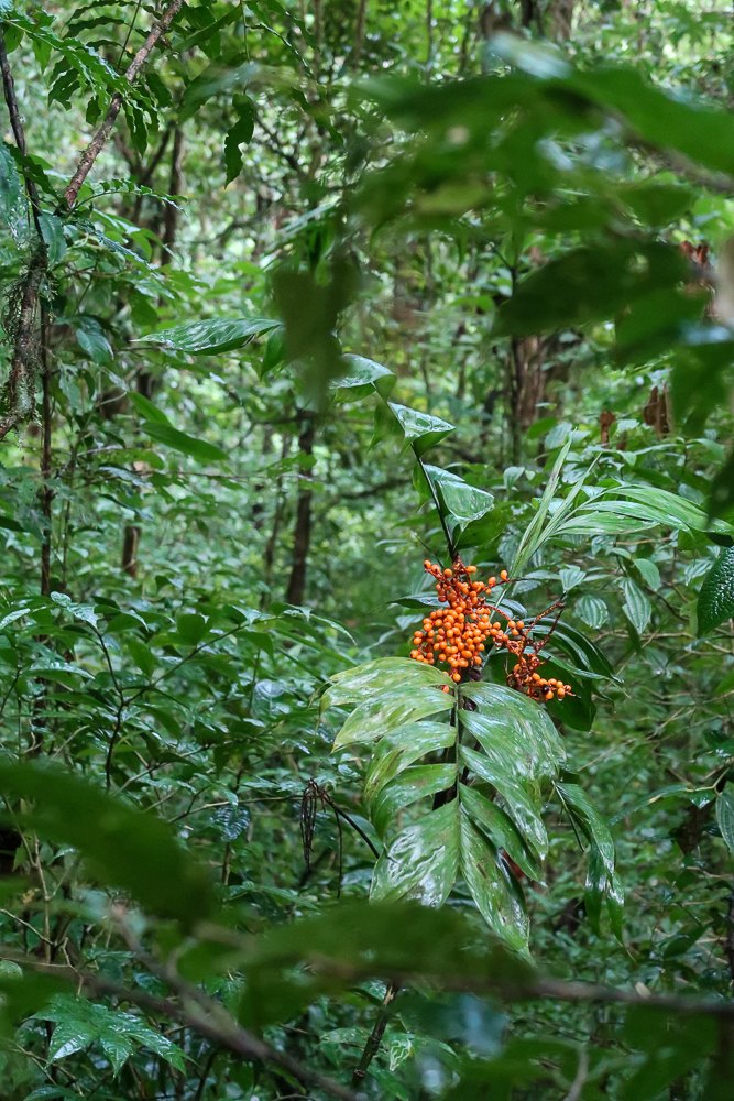 A beautiful flowering plant in the middle of a jungle in Costa Rica