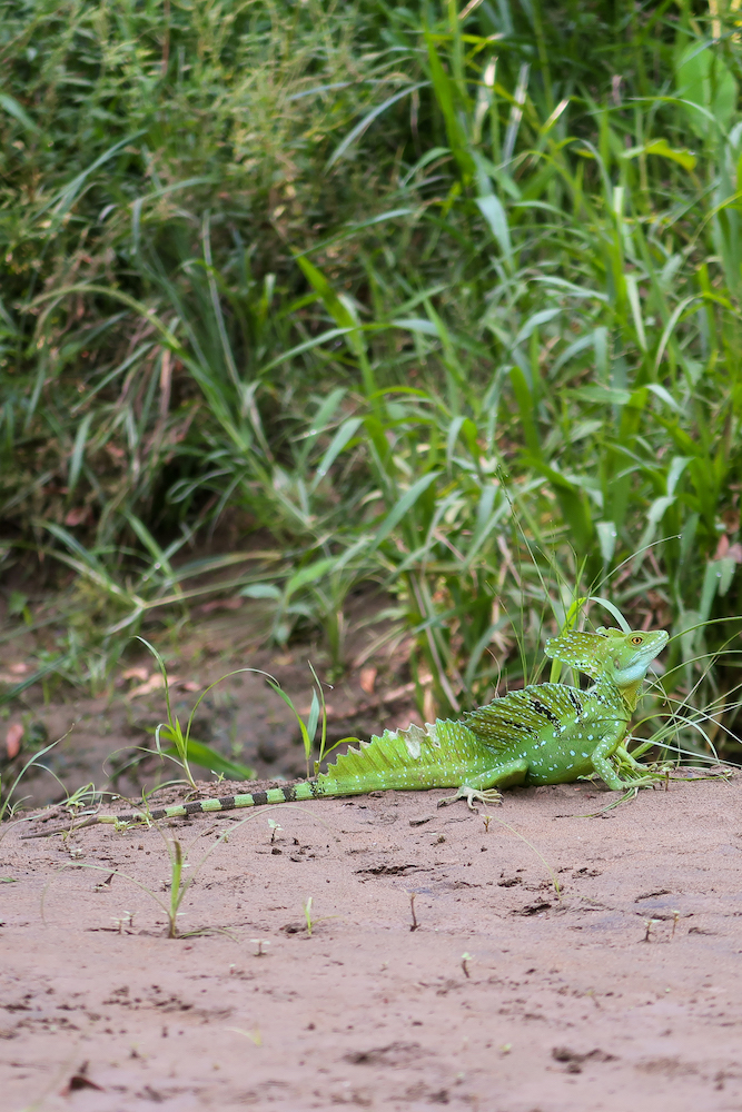 Jungle lizard in Costa Rica