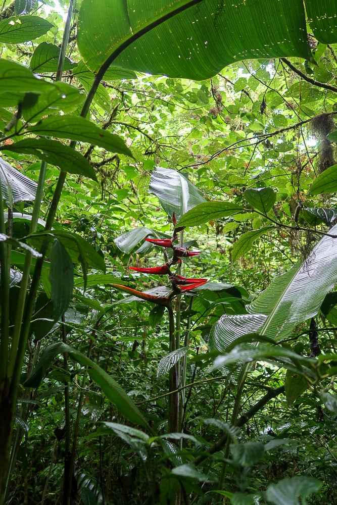 Beautiful plant in the middle of a jungle in Monteverde, Costa Rica