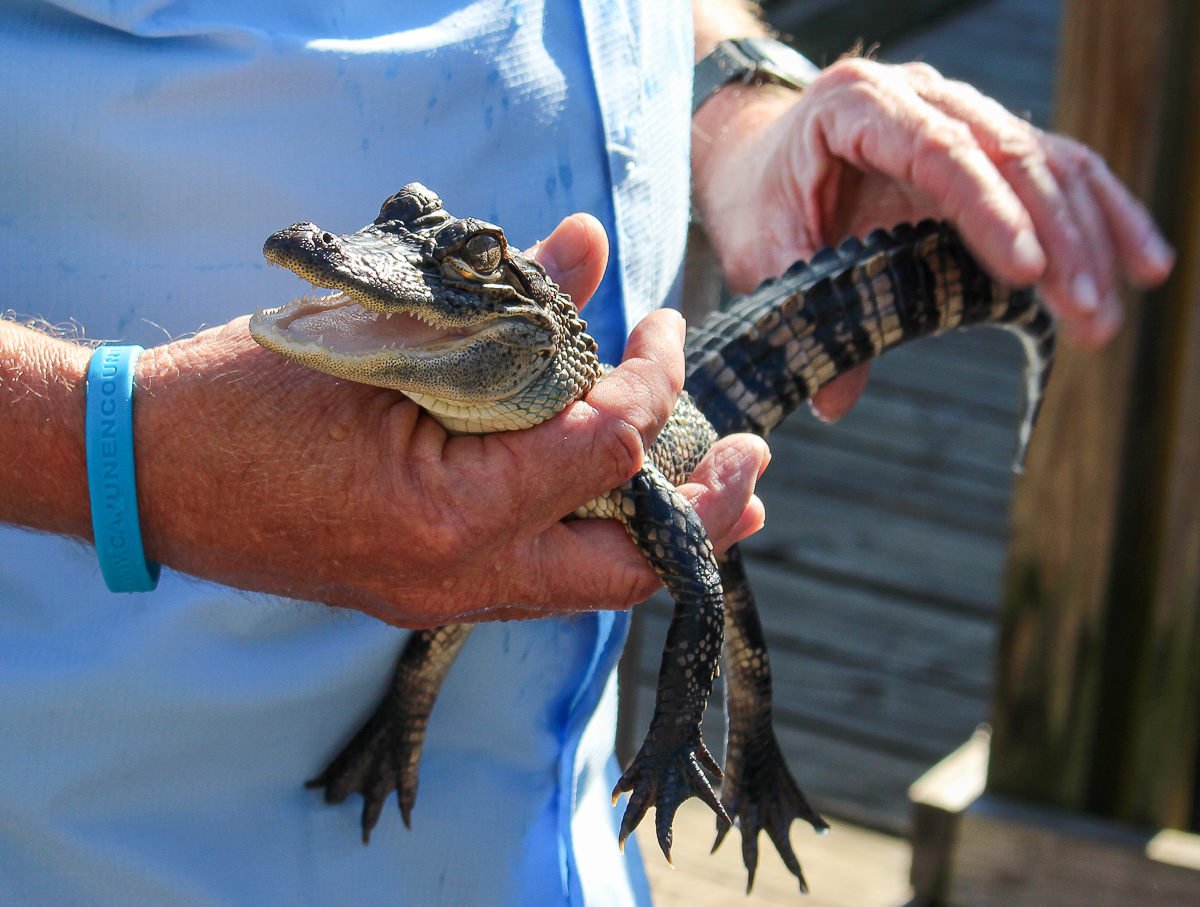 A man holding a baby alligator in the swamp in Louisiana
