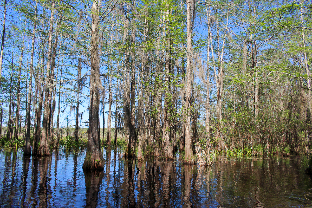 The Honey Island Swamp in Louisiana