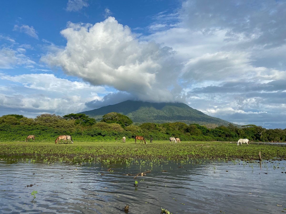 Brown and white horses grazing on a lush field with a volcano on the background