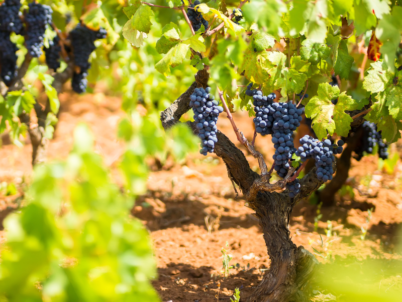 Primitivo grapes in a vineyard. Make sure to join a vineyard tour during your visit in Puglia.
