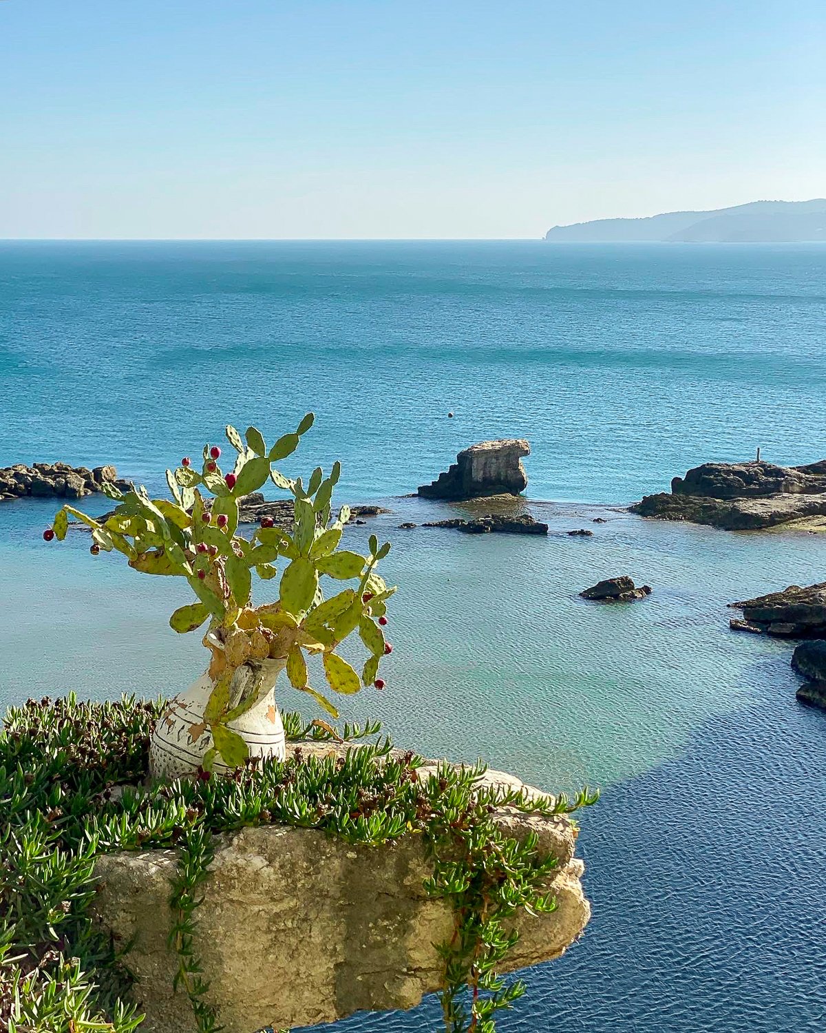 Large potted cactus by the coast in Vieste