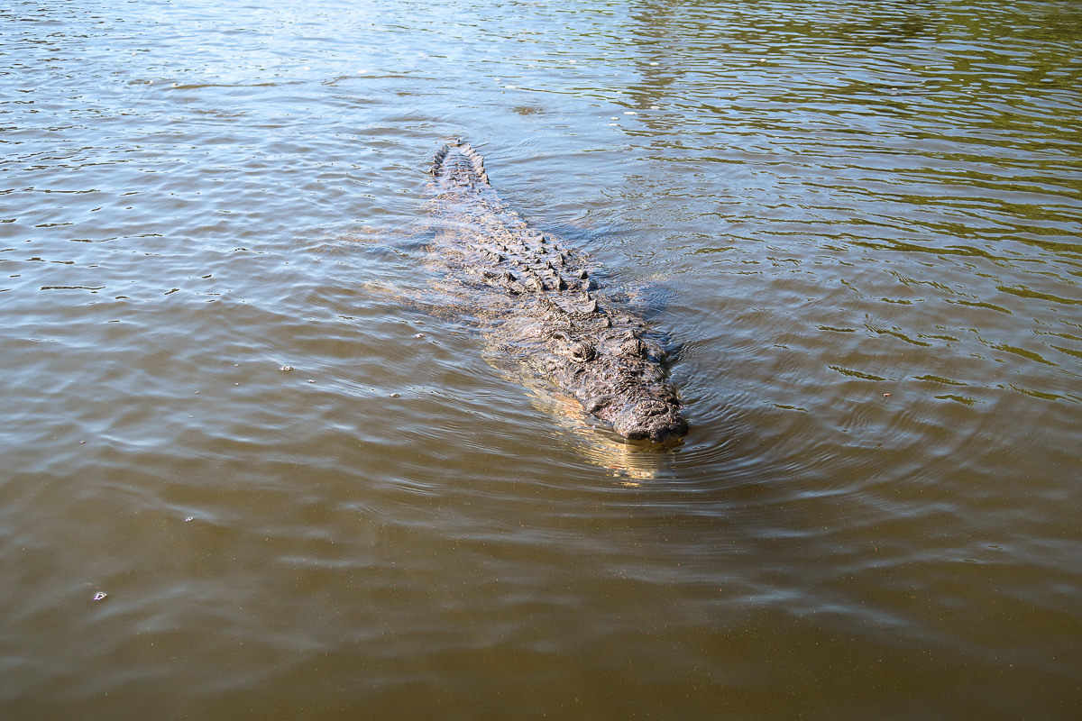 Crocodile swimming through the muddy waters of Rio Lagartos
