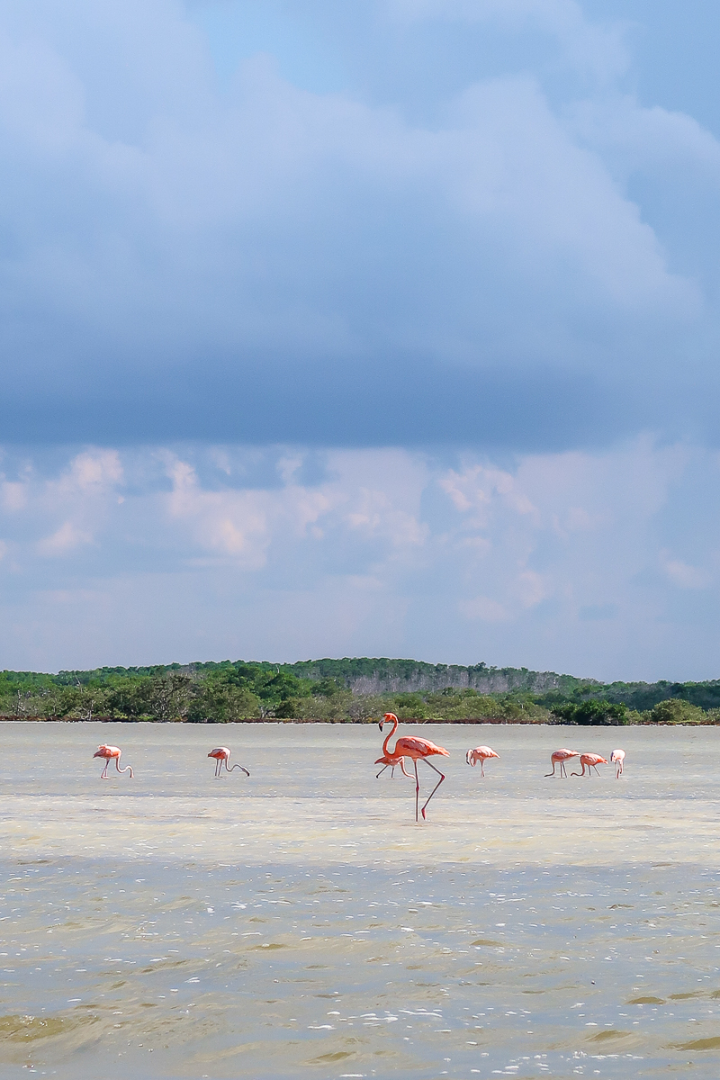 Pink flamingoes at Rio Lagartos, one of the many Yucatan attractions