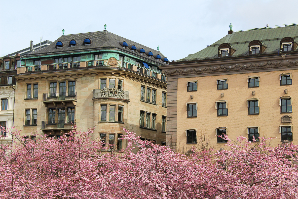 Beautiful architecture in Stockholm, with cherry blossom trees in the foreground.