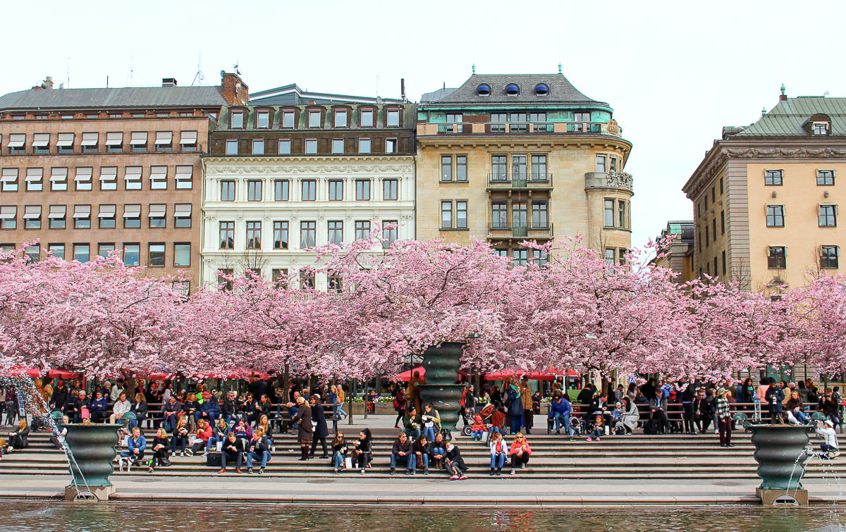 Cherry blossoms and buildings in Norrmalm, Stockholm