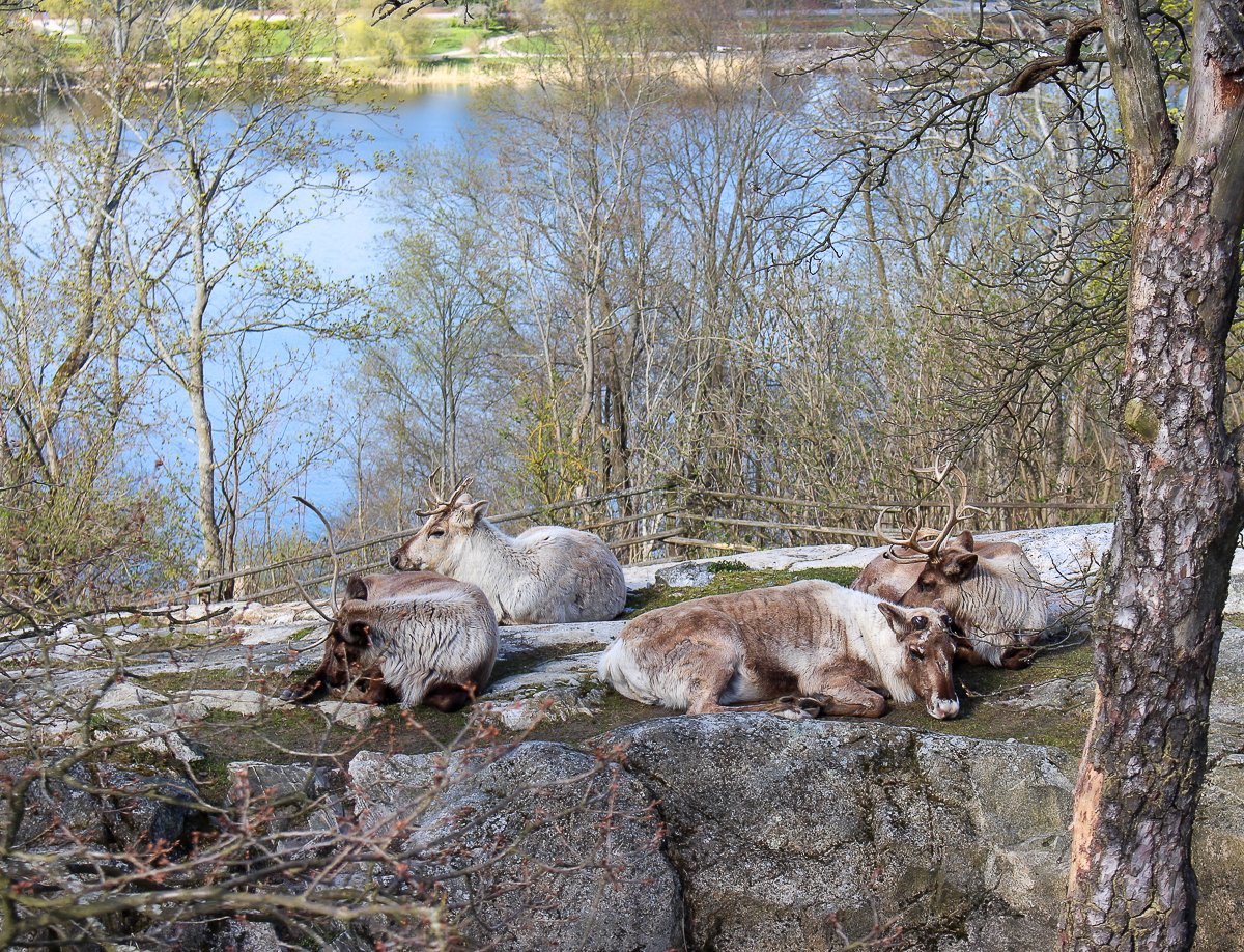 Reindeer laying on some grass inside the grounds of the Skansen Museum in Stockholm