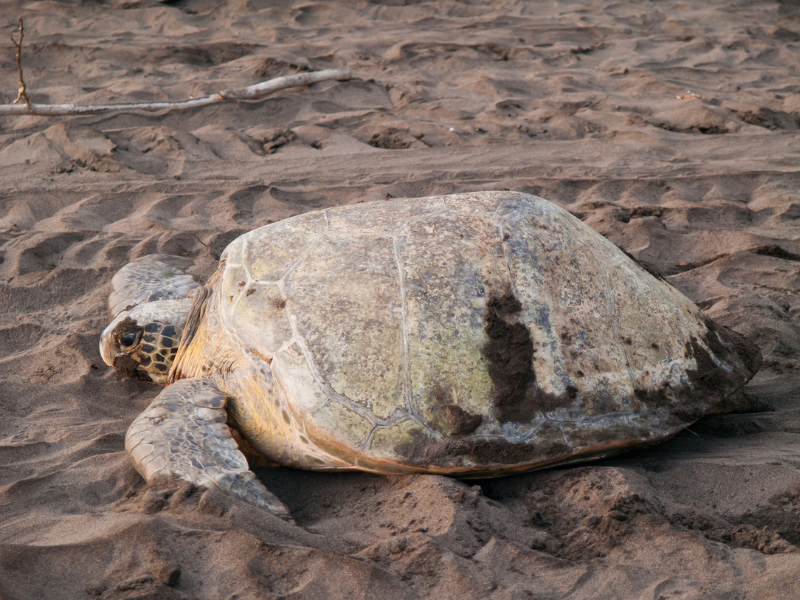 Adorable turtle on a sandy beach at Tortuguero National Park. This is a must-visit destination during your Costa Rica trip.