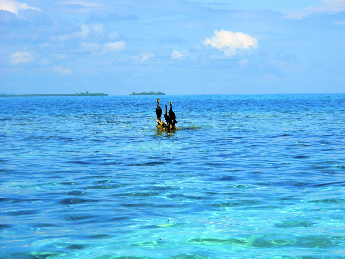 Three cormorants in the middle of the blue Belizean waters. In this Belize travel guide, you'll find tips on how you can enjoy every adventure before you visit.