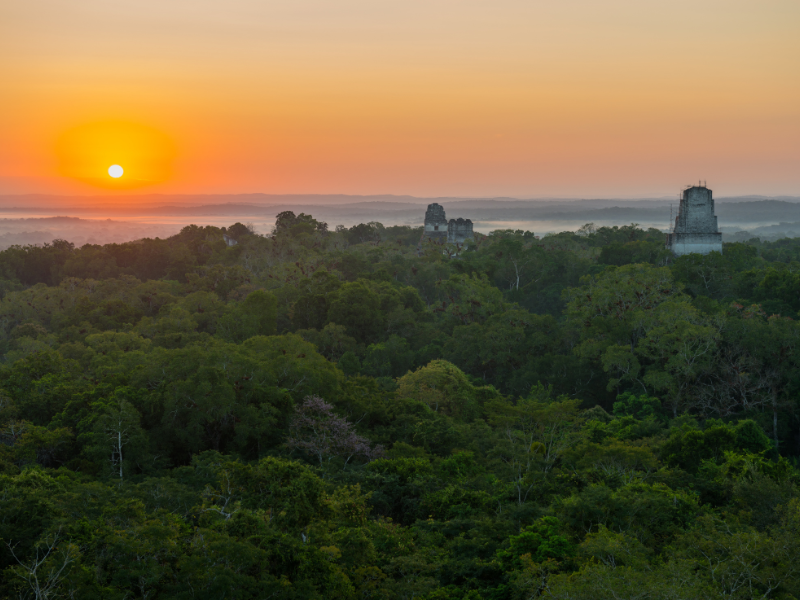 Jungle canopy at sunrise in Tikal National Park