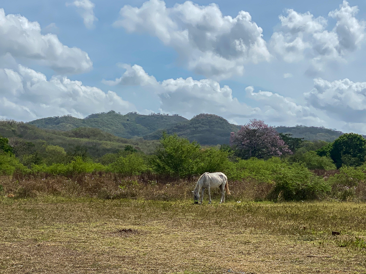 White horse grazing on the fields. Wondering what to do in Popoyo, Nicaragua? Horseback riding is a must-try!