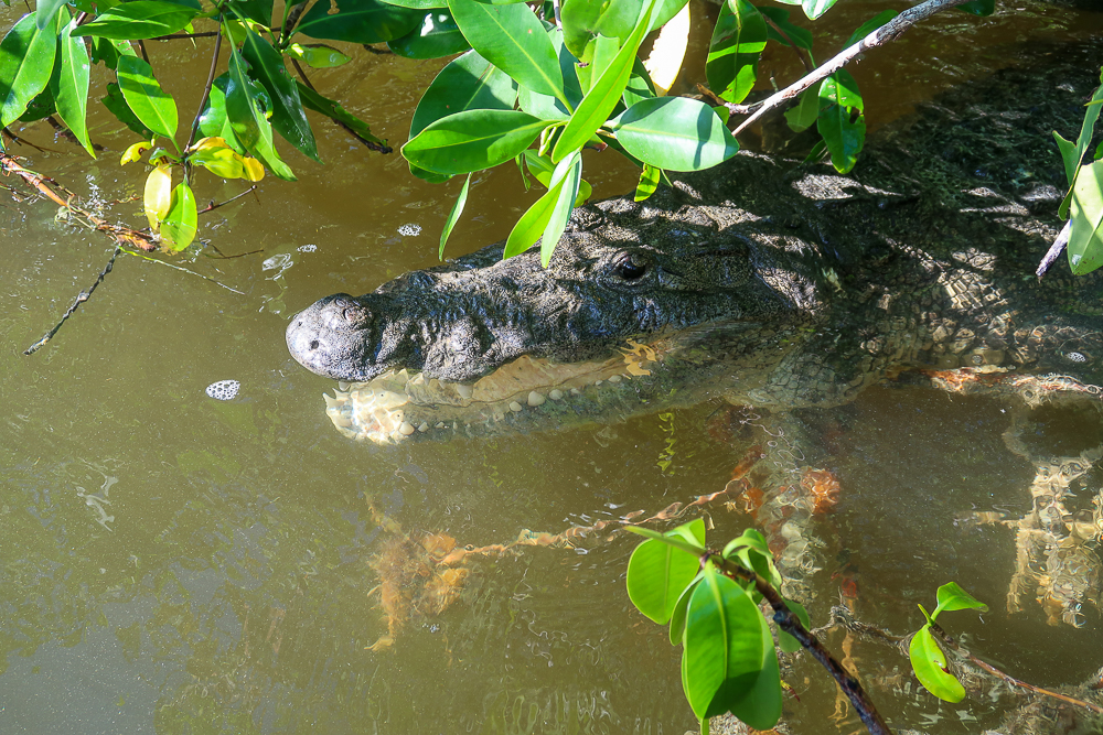 Crocodile swimming around the mangroves