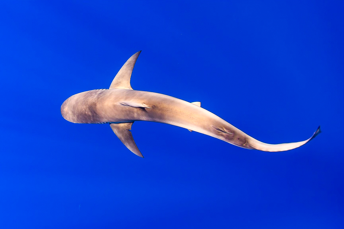 Shark swimming through the blue ocean water