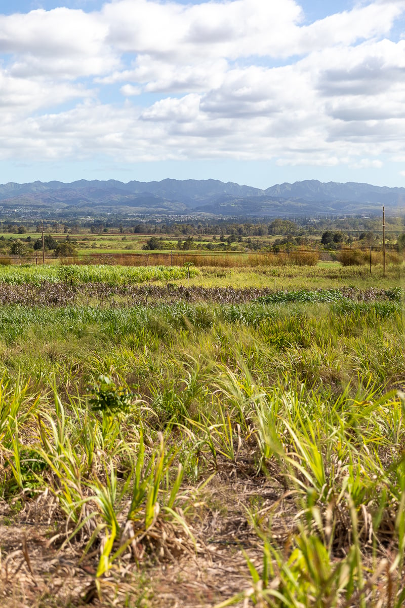 Sugarcane farm in Oahu