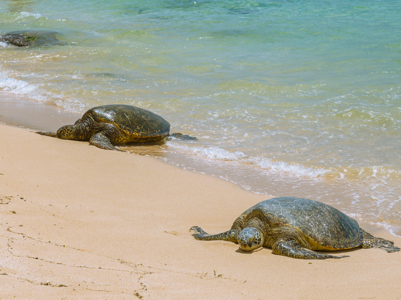 Turtles crawling to the sand in Laniakea Beach