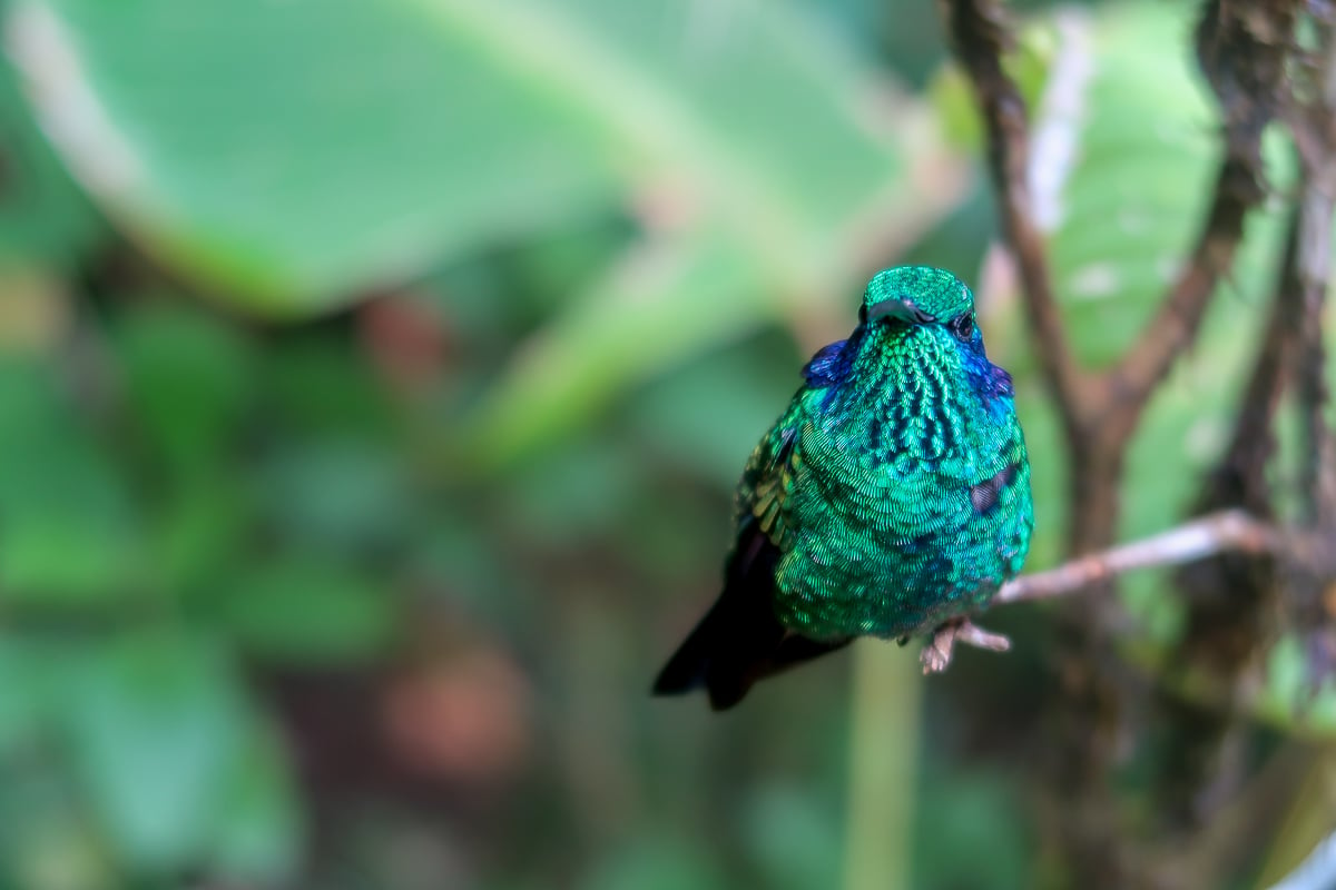 Beautiful hummingbird on a tiny tree branch. Birdwatching at the Curi-Cancha Reserve is one of the things to do in Monteverde, Costa Rica.