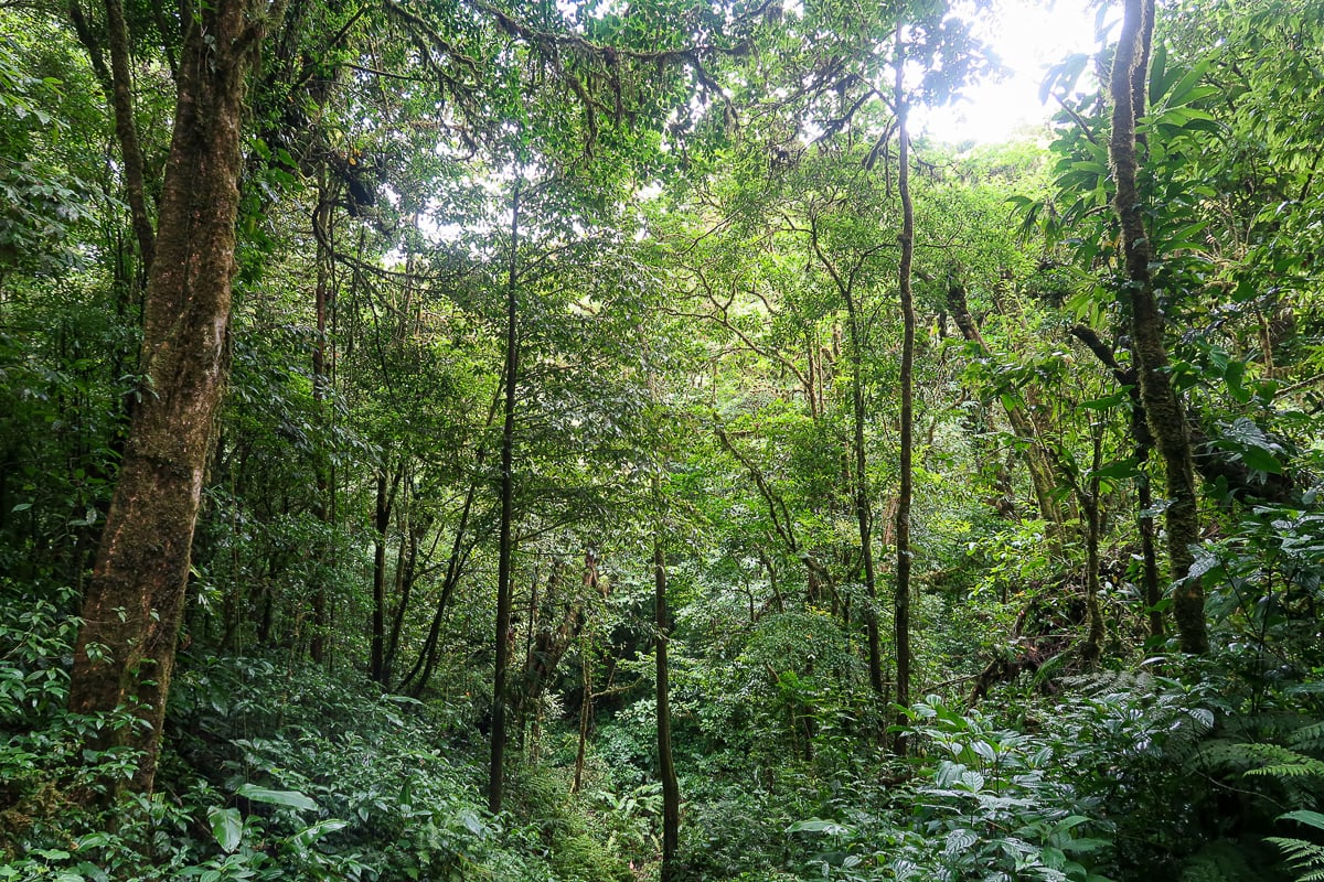 Lush forest trees and plants in Monteverde Reserve