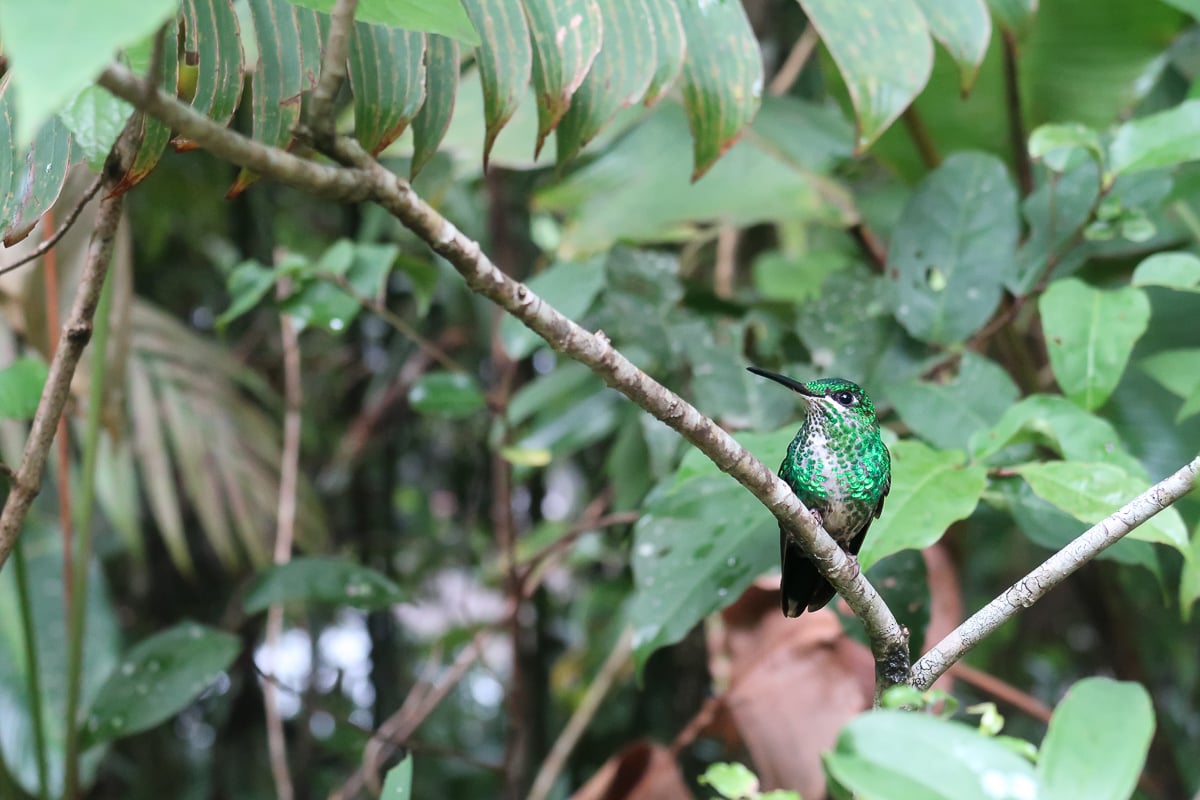 Hummingbird on a tiny tree branch in Monteverde. Visiting the Hummingbird Garden is one of the things to do in Monteverde, Costa Rica.