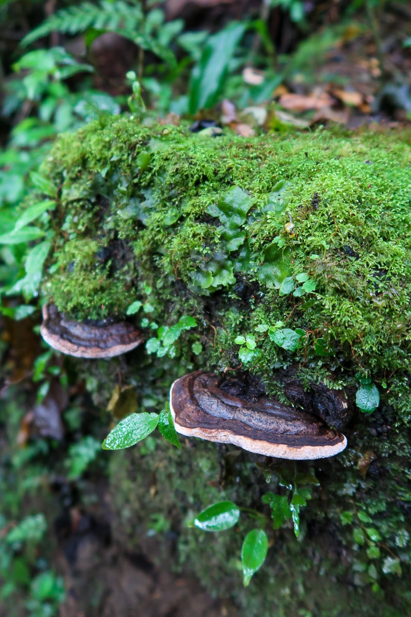 Mushrooms in the Monteverde Cloud Forest in Costa Rica