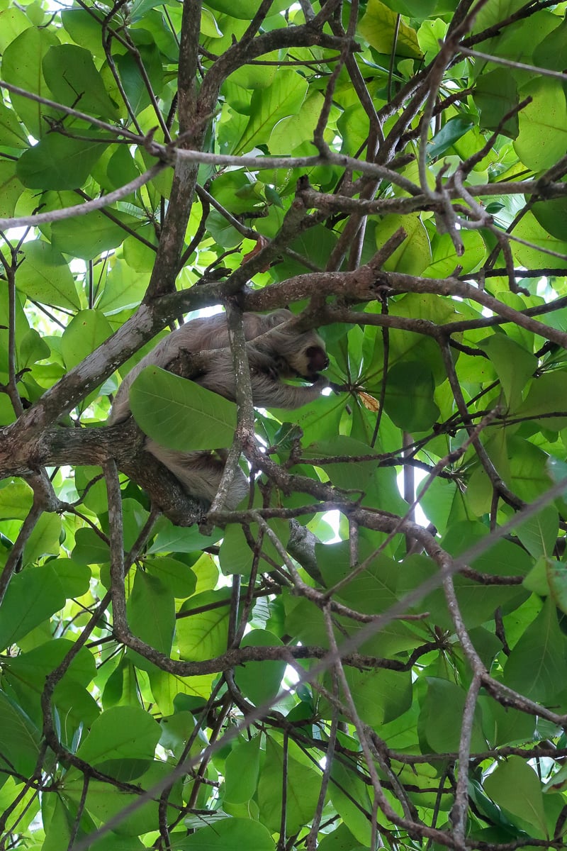 Sloth relaxing on tree branches in Manuel Antonio. Exploring the jungle is one of the best things to do in Manuel Antonio National Park.