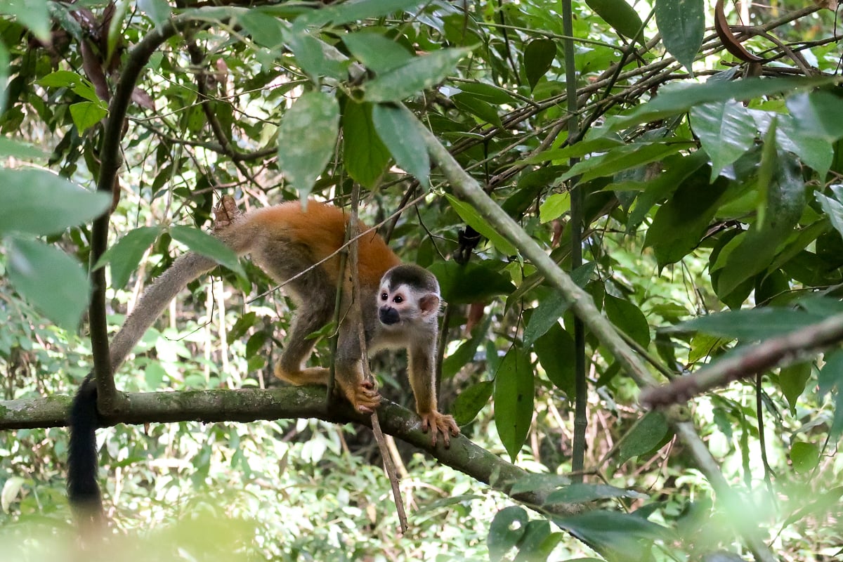 Squirrel monkey hanging by the tree branches in Manuel Antonio National Park. Going on a guided tour of this place is one of the best things to do in Manuel Antonio, Costa Rica.