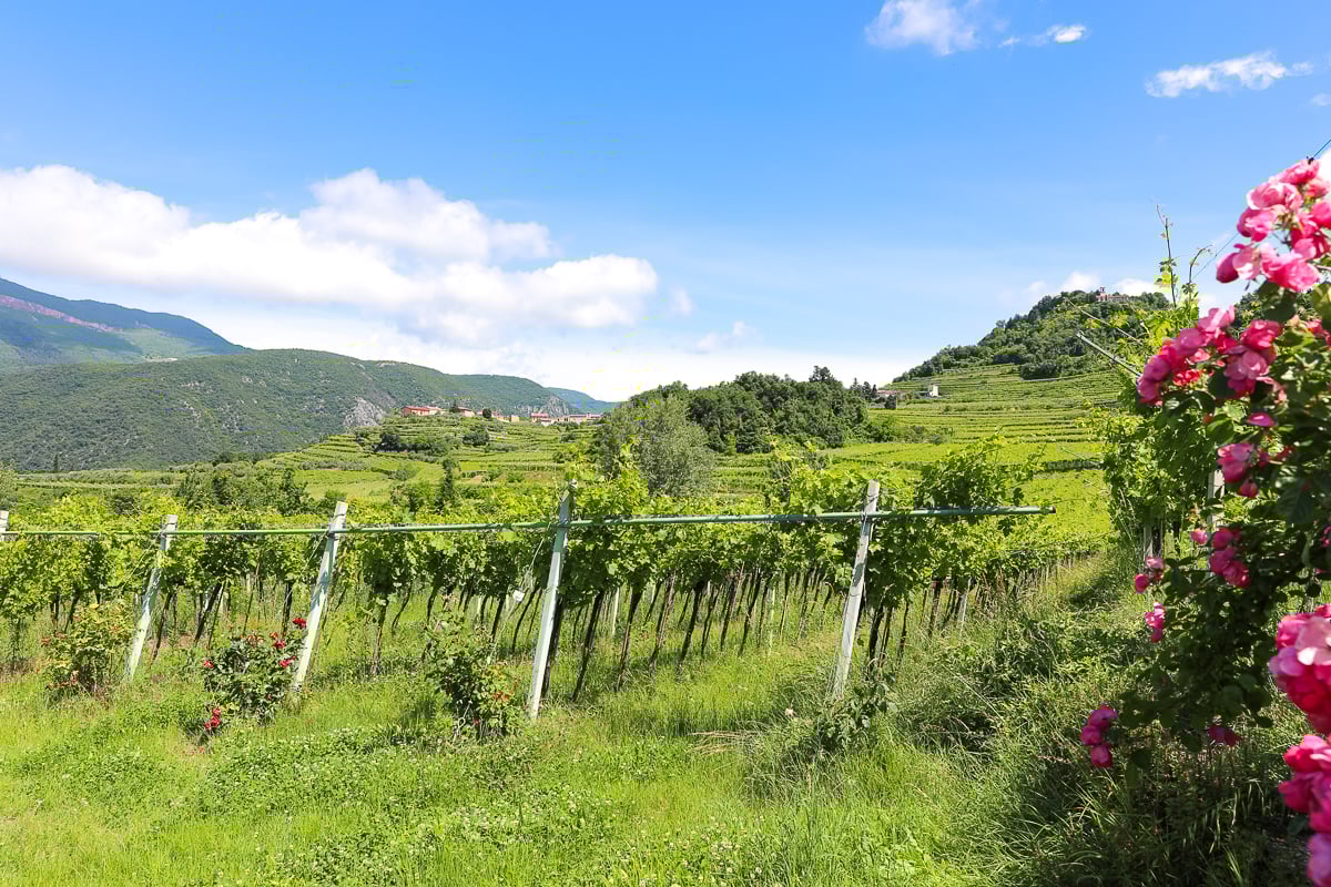 Lush vineyard at a Valpolicella winery