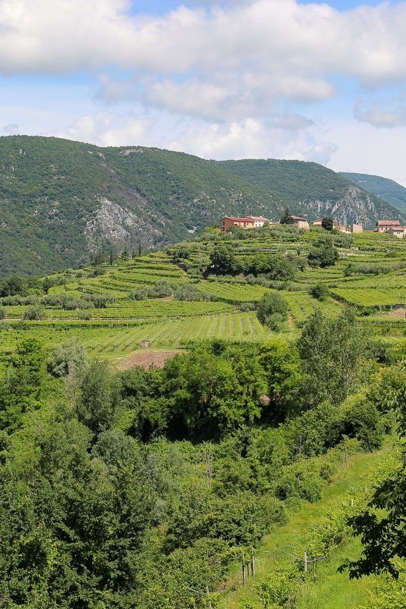 Lush vineyards at a winery in Valpolicella