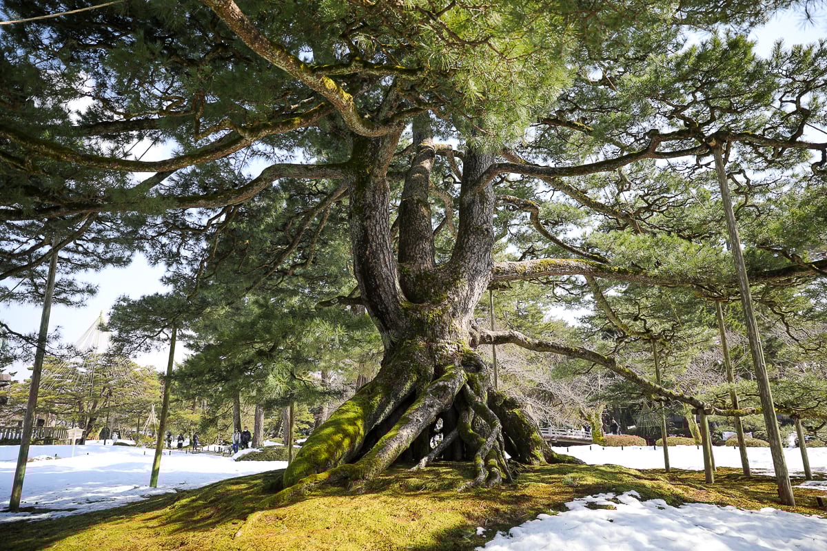 Majestic ancient pine tree with exposed roots and mossy ground in the snow-covered Kenrokuen Garden, Kanazawa’s most famous attraction.