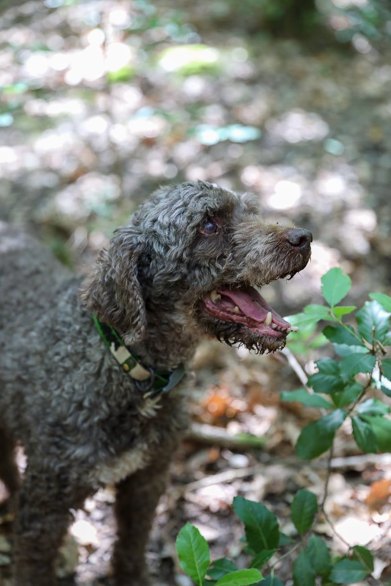 Truffle-hunting dog sniffing the forest floor in the Tuscan countryside