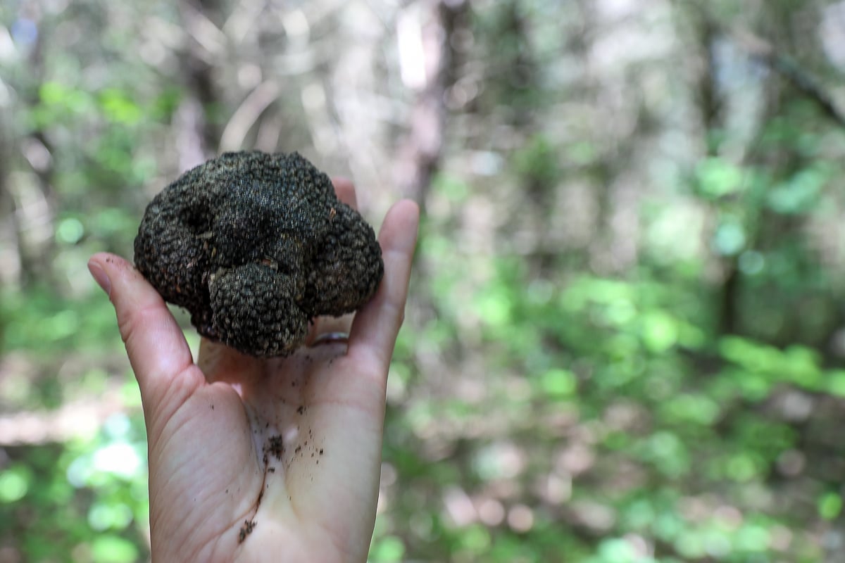 Fresh black truffle held in hand during a guided truffle hunt in Tuscany