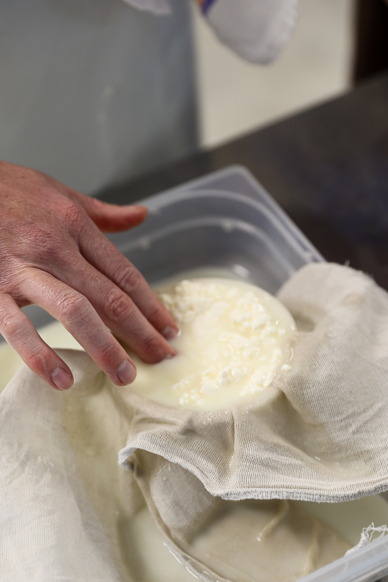 Hand pressing fresh curds into a cheesecloth-lined mold to drain the whey while making fresh cheese.
