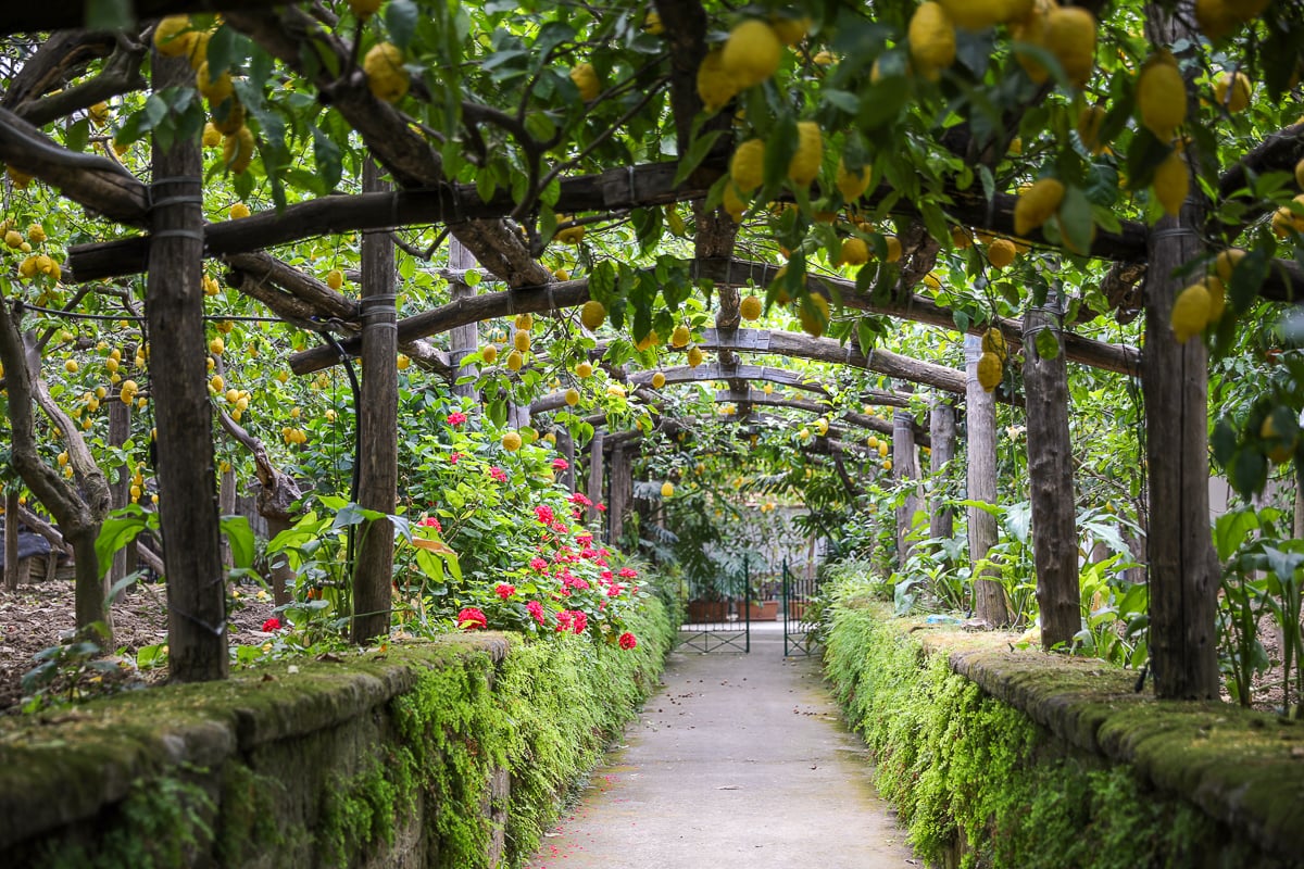 Wooden pergola draped with lemon trees and red flowering plants, forming a shaded garden path in Sorrento